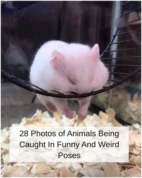 28+ Funny Animal Moments Caught on Camera